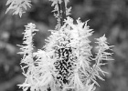 TEAZEL IN HOARFROST 